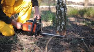 Reliable Pleasanton, TX Tree Care Solutions