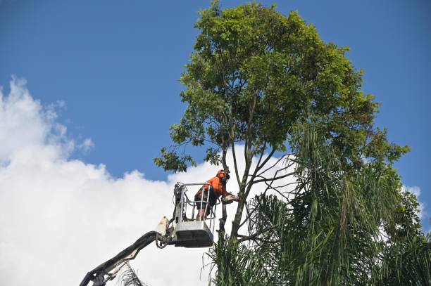 Best Commercial Tree Services  in Pleasanton, TX